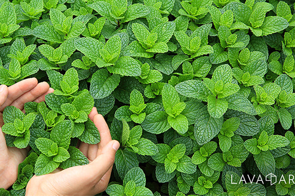 Peppermint: The Skin Care Hero!