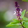 Lavender Extract in Makeup: Calm Skin, Clean Finish